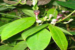 Ceropegia intermedia